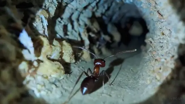 an-ant-navigating-the-inside-of-an-ant-nest