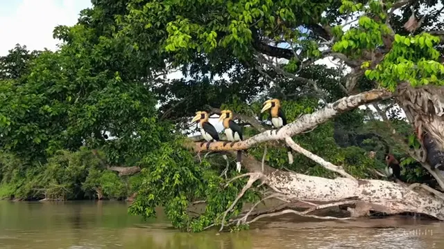 birds-over-river