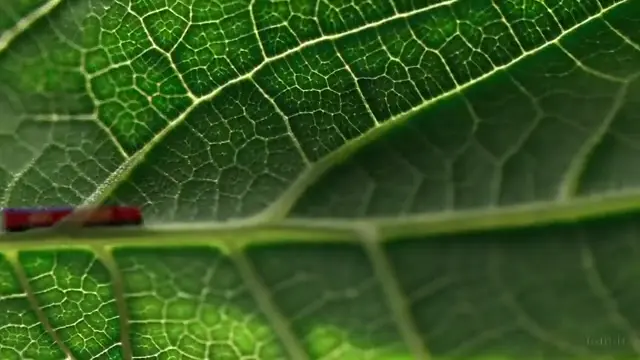 macro-shot-of-a-leaf-showing-tiny-trains-moving-through-its-veins