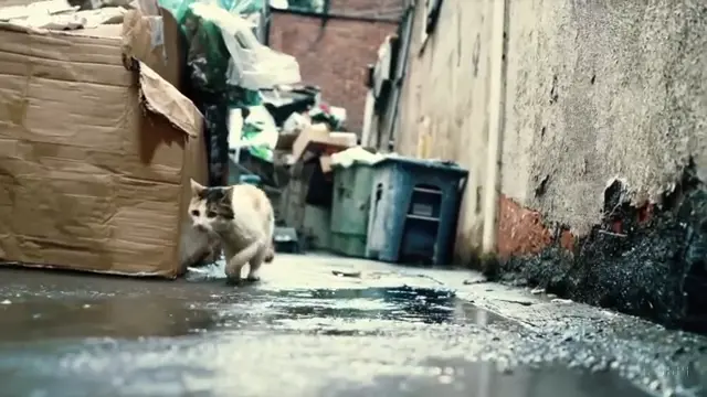 white-and-orange-tabby-alley-cat